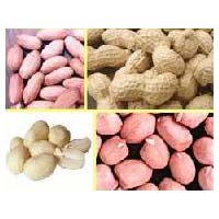 groundnut