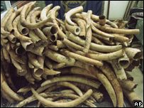 Elephant Horns Or Tusks