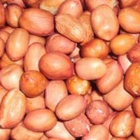 groundnut seeds