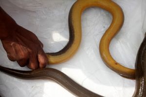 Live Swamp Eel Fish