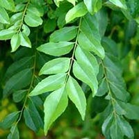 curry leaves