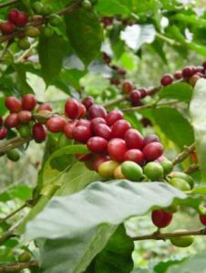 Coffee Farming Coffee Farming