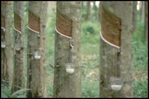 Rubber Producer