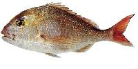 Snapper Fish