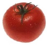 fresh tomato