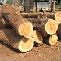 Sawn Timber Logs