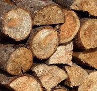Softwood Logs