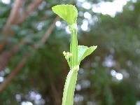 Cissus quadrangularis