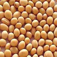 Soya Bean Seeds