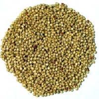 Jowar Seeds,  Admixture : 1%