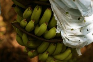 William Grade A Banana