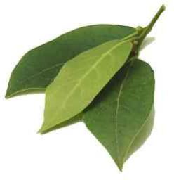 Laurel Leaves,  Packaging Type : Plastic Bag, Glass Jar