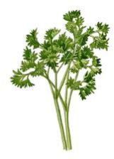 Parsley