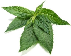 Aromatic & Essential Oils