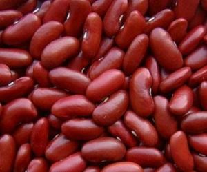 Common red kidney beans