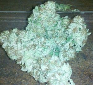 Lemon Skunk Lemon Skunk