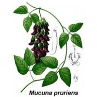 Mucuna Pruriens Extract