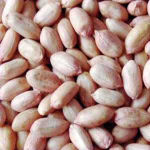 groundnut seeds