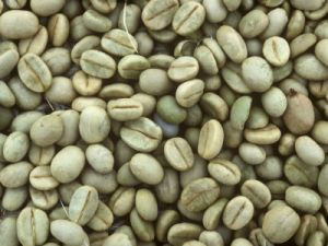 Robusta Green Coffee Bean