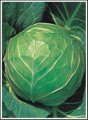 Open Pollinated Cabbage Seeds