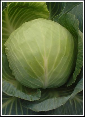Super Selection Cabbage Seed