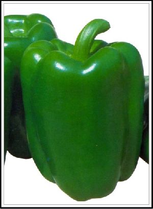 Open Pollinated Capsicum Seed
