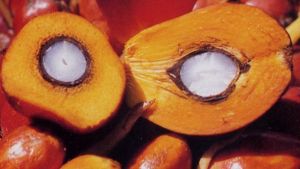 palm oil palm oil