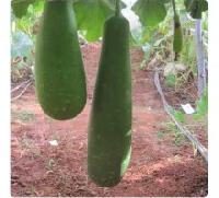 Hybrid Bottle Gourd Seeds