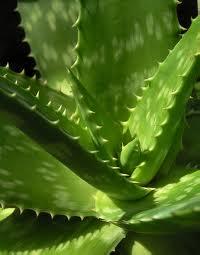 aloe vera