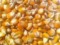 yellow maize