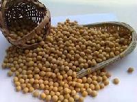 Soya Seeds