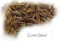 cumin seeds