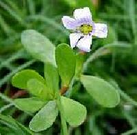 Bacopa Monniera Extract