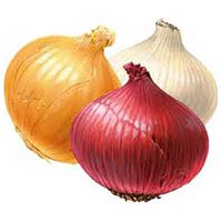 indian fresh onion