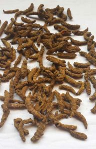 Whole Dried Turmeric Finger