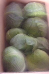 Flat Cabbage Flat Cabbage