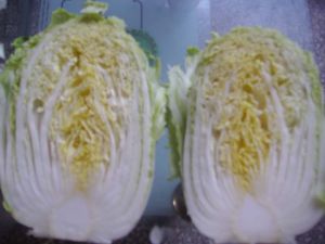 Fresh Chinese Cabbage, Certification : HACCP, Packaging Type : GREEN