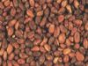 Dried Cocoa Dried Cocoa