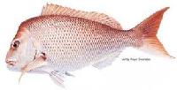 pink snapper fish
