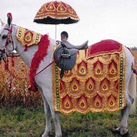 Wedding Horse Costume