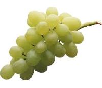 fresh thompson seedless grapes