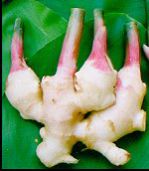 Fresh Young Ginger, Certification : GMP