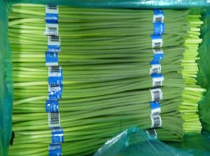 Garlic Shoot