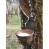 natural rubber