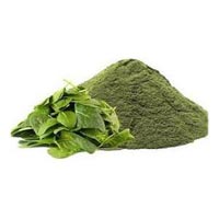 spinach powder