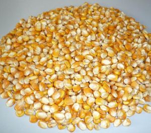 Food Grains