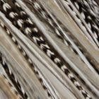 Grizzly Rooster Feathers