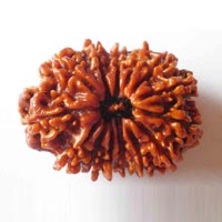 Rudraksha Beads