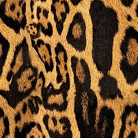 Animal Print Fabric