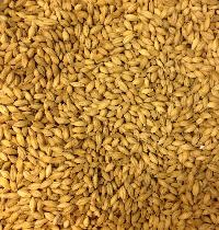 barley malt